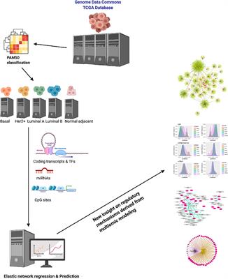 Multi-Omic Regulation of the PAM50 Gene Signature in Breast Cancer Molecular Subtypes